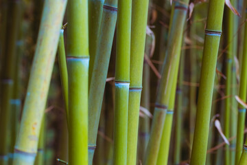 Green bamboo stems. Soft blurred background. Beautiful natural botanical wallpaper