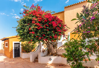 Spanish patio on a sunny day with flowering bushes
