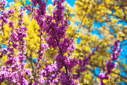 Cercis canadensis blooming close up. Purple flowers on the branches. Delicate floral background. Pink flowers on a blurry blue background. Panoramic spring view.