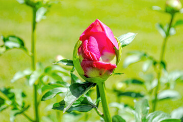 Pinkish Peony Bud Flower Close-Up