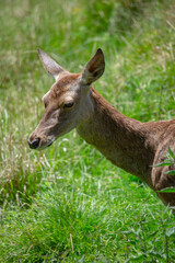 Fototapeta premium Animal cuidado en un centro 
