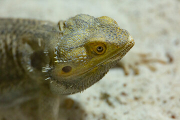 Iguana 