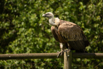 Aves cuidados en un zoo vasco