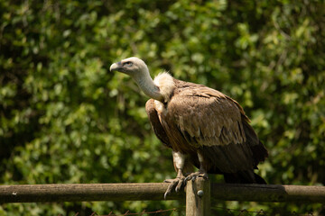 Aves cuidados en un zoo vasco