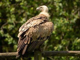 Aves cuidados en un zoo vasco
