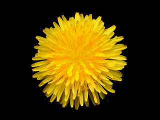 close up of a single bright yellow dandelion flower isolated on a black background