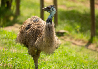 Un emú al aire libre en un centro para la fauna