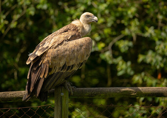 Aves cuidados en un zoo vasco