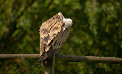 Aves cuidados en un zoo vasco