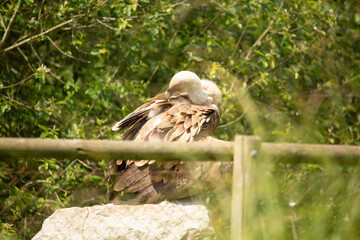 Aves cuidados en un zoo vasco