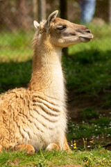 Llama al cuidado en un centro para animales