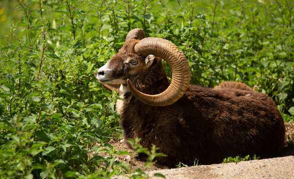 Karpin fauna en Karranza, Bizkaia