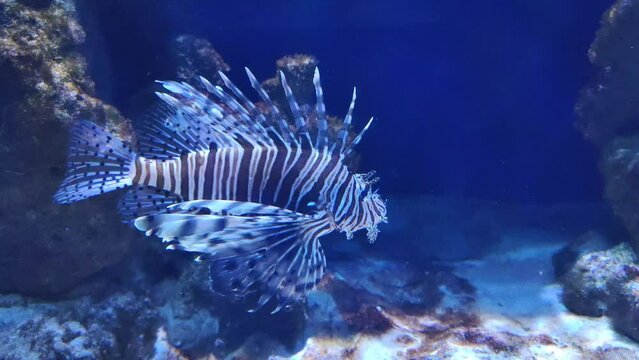 Pterois or Lionfish near coral reef. Underwater life