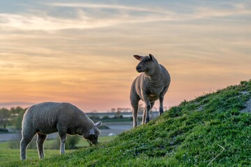 Two sheep grazing at sunset, pastel colours