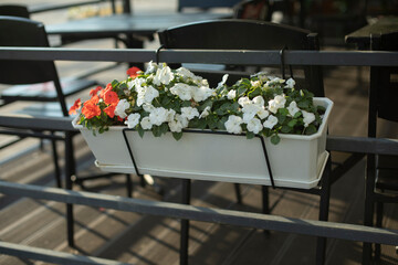 Flowers in a pot hang on the fence.