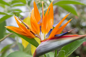 Obraz na płótnie Canvas Close up of unusual Bird of Paradise Flower