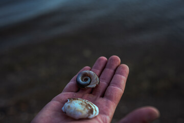 hand holding a seashell on the beach