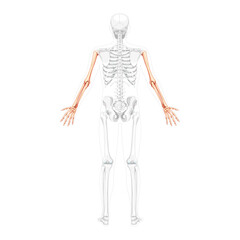 Skeleton Arms Human back Posterior dorsal view with partly transparent bones position. Hands, forearms realistic flat natural color concept Vector illustration of anatomy isolated on white background