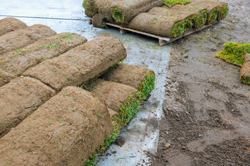 Material turf natural rolled lawn for landscaping territory with unrolling laying rolls