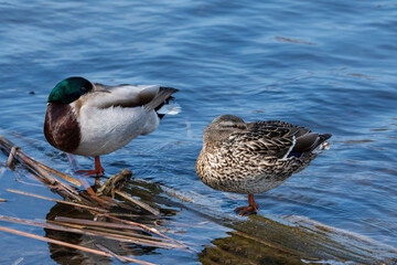 two Mallard ducks stood on a log with their heads under wing