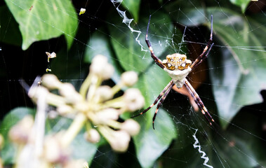 Visitante en mi Jardín