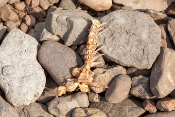 Picked clean fish bones laying on rocks.