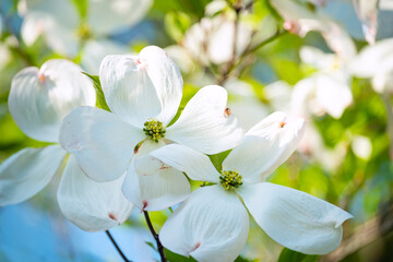 Beautiful white flower on a tree branch in a spring garden.
