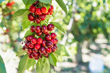 Close up of red organic cherries on a branch just before harvest in early summer