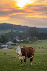 beautiful cattle in Australia  eating grass, grazing on pasture. Herd of cows free range beef being...
