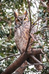 Great horned owl (Bubo virginianus) sitting up in an oak tree, looking straight at the camera; East San Francisco Bay Area, California