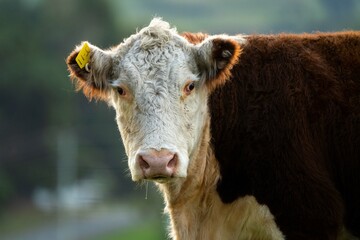 Portrait of Hereford cow in a field on a agricultural farm looking at camera. Sustainable beef cows