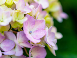 Fototapeta na wymiar 公園に咲く紫陽花の花