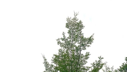 angerang, Indonesia-May 20, 2022. a tree with a cloudy sky background in the afternoon