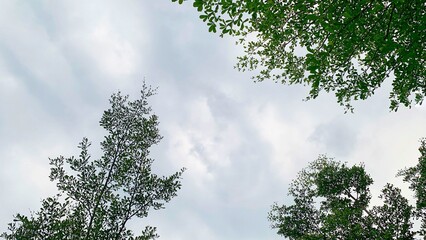 Tangerang, Indonesia-May 20, 2022.
Huge trees that stand tall adorn the sky in a residential area of ​​Balaraja, Indonesia.