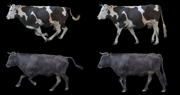 Set of black cow walking and running realistic animation. Isolated animal video including alpha channel allows to add background in post-production. Element for visual effects.