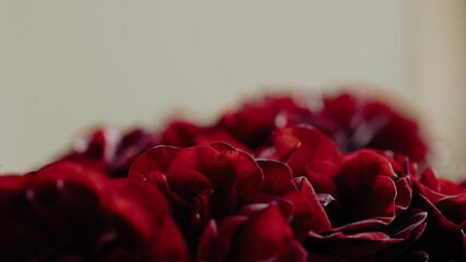 母の日やお祝いに使える濃い赤の薔薇