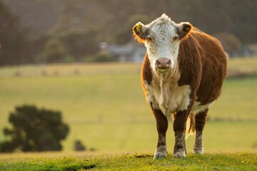 portrait of beef cattle and cow in Australia.