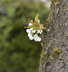Naturwunder – Kirschblüten blühen direkt am Baumstamm 