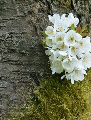 Naturwunder – Kirschblüten blühen direkt am Baumstamm – Es geht auch ohne Ast …
