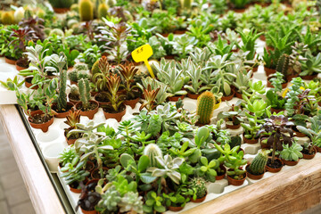 Fototapeta na wymiar Many different cacti and succulent plants on table