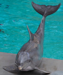 Delfin