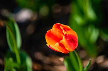 blooming tulips