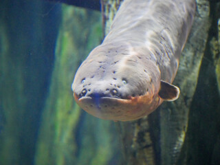 Electric eel also known as Electrophorus electricus fish in Fish Aquarium