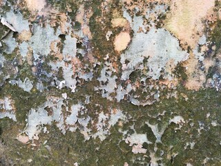Mossy concrete wall, great for backdrop