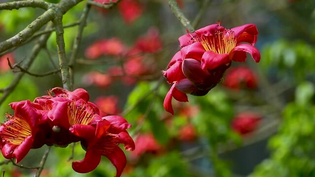 Beautiful fire-red flowers are blooming on the whole Red silk-cotton tree. Red flowers tree view in on midday against the sun.