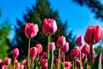blooming tulips