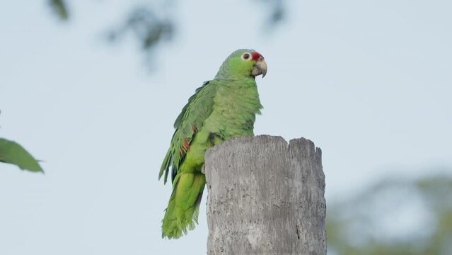 a low side view of a red-lored amazon parrot perched on a tree trunk at boca tapada in costa rica