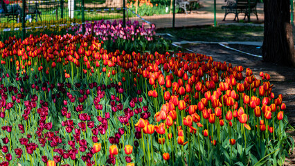 blooming tulips