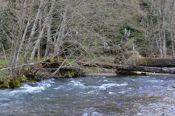 PNW Washington trees overhanging river