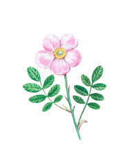 Detailed realistic watercolor botanical illustration. Dog-rose flower isolated on white background. 